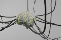 brain