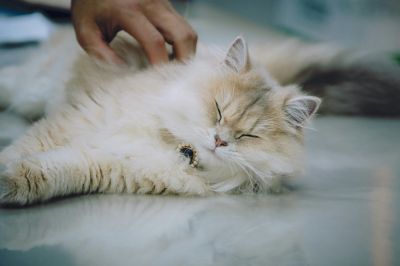 cat being petted