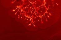 nervous system