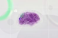 brain