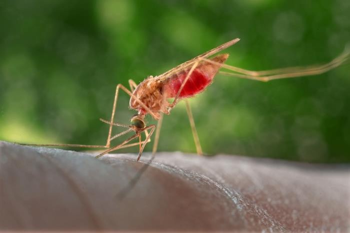 Anopheles Mosquito (IMAGE)