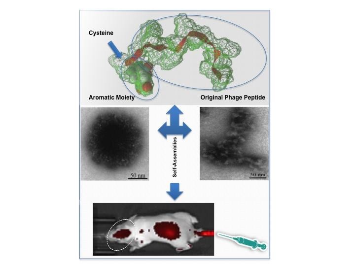 Targeting the Brain (IMAGE)