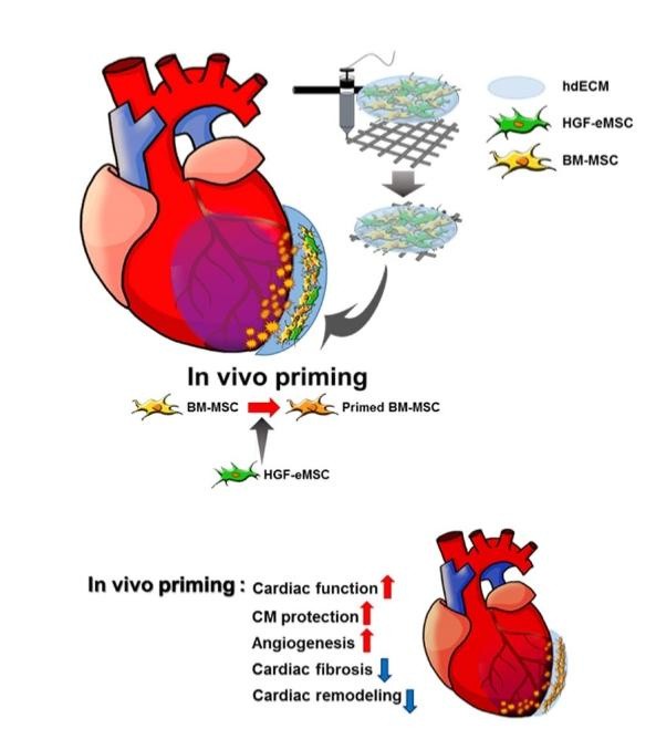 Figure 1 (IMAGE)