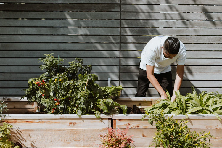 Vegetable Gardening Know-how: A Basic Guide for Neophyte Gardeners