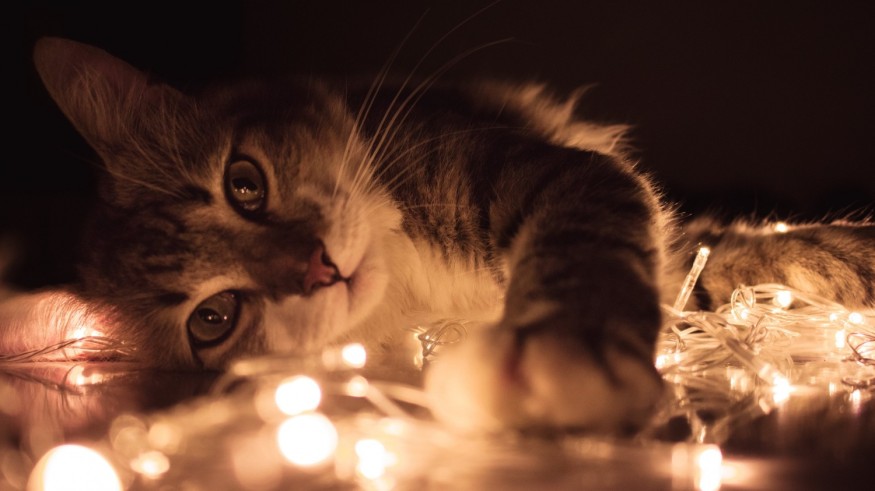 cat