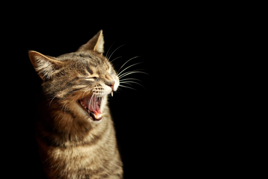 Cat growl