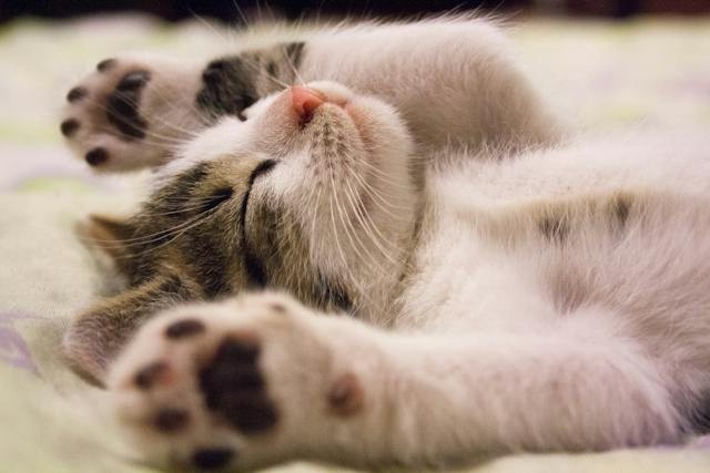 kitten belly up