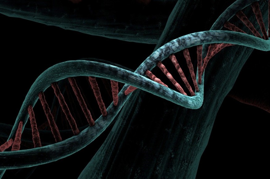 Dna Biological Helix