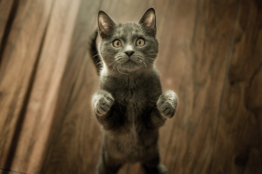 black kitten standing up