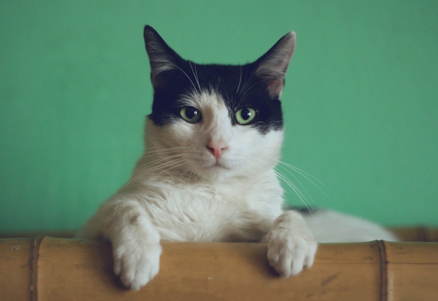 black and white cat