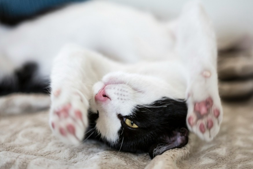 black and white cat