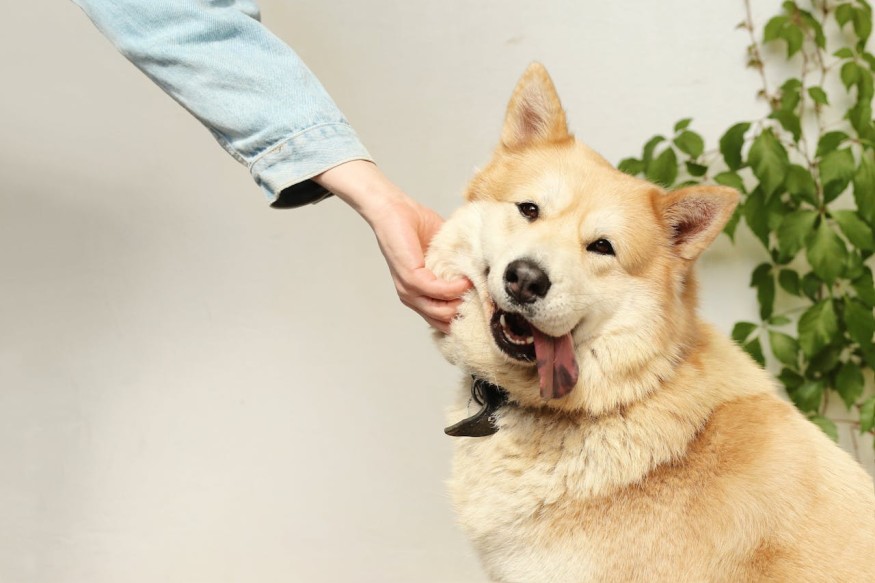 Study Uncovers Mental Health Benefits of Interacting With Dogs