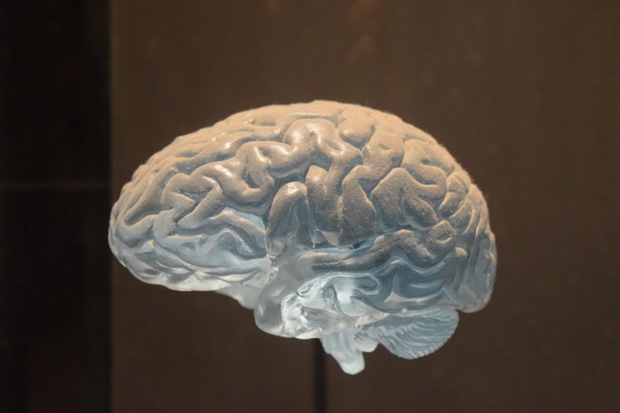 brain replica