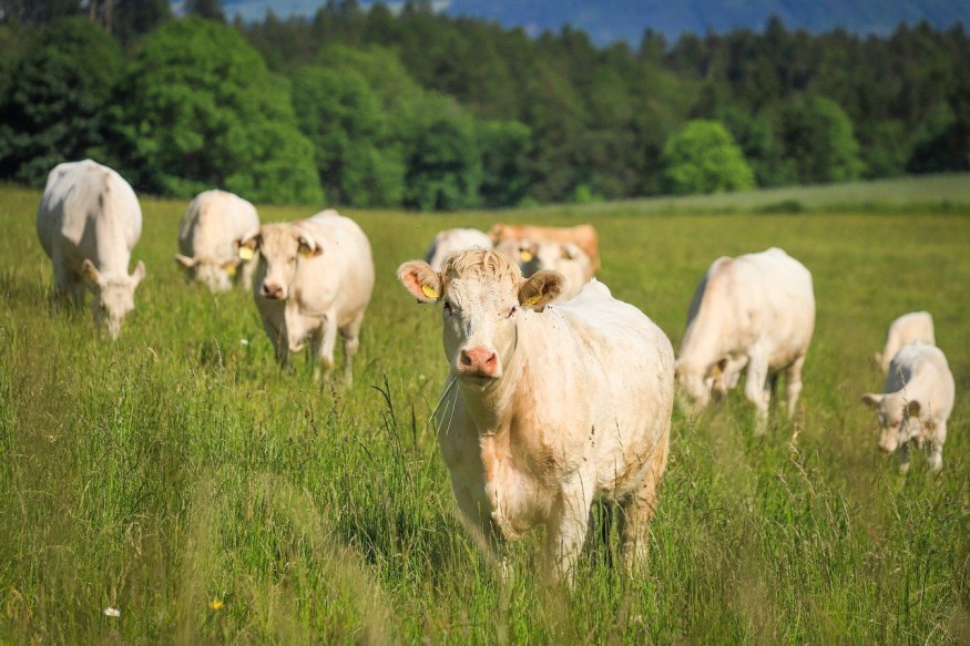 cows
