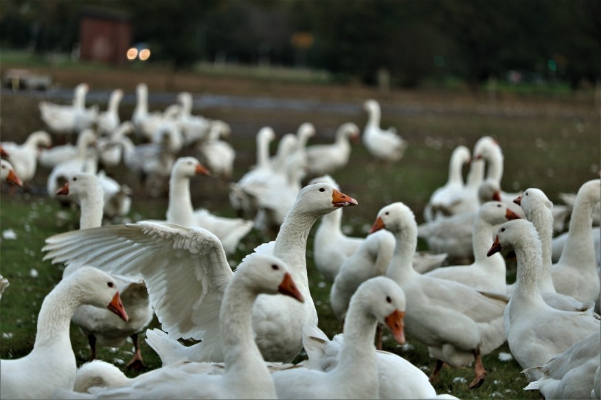 bird flu