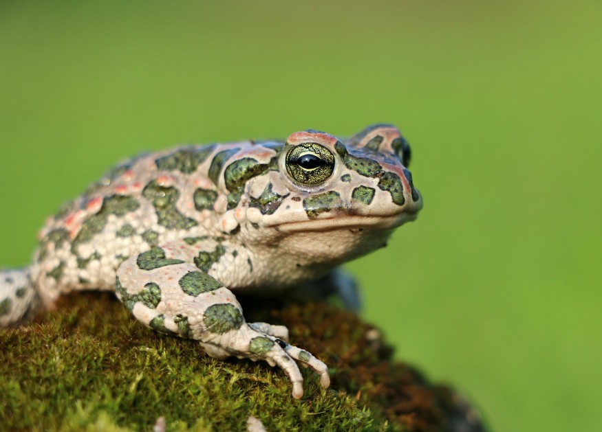 toad