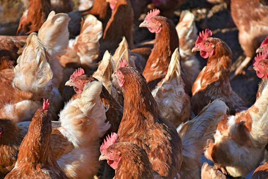 poultry.jpg