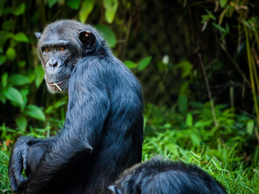 Chimpanzee